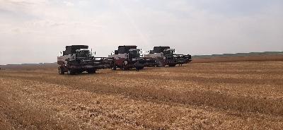 Валовой сбор зерна нового урожая приближается к 1 млн тонн
