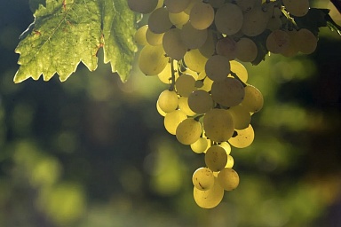 Господдержка виноградарства до 2030 г. превысит 25 млрд рублей