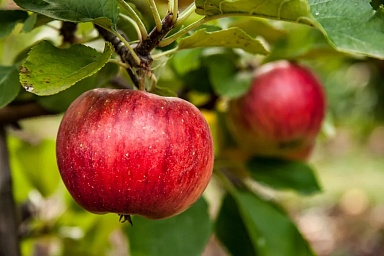 Производство плодов и ягод в России увеличилось на 22,2%