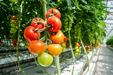 В России собрано более 1,1 млн тонн тепличных овощей