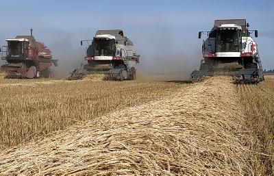Валовой сбор зерна в области приближается к 6 млн. тонн