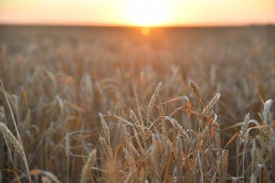 Роман Ковальский: В области собрано 6,8 млн тонн зерна