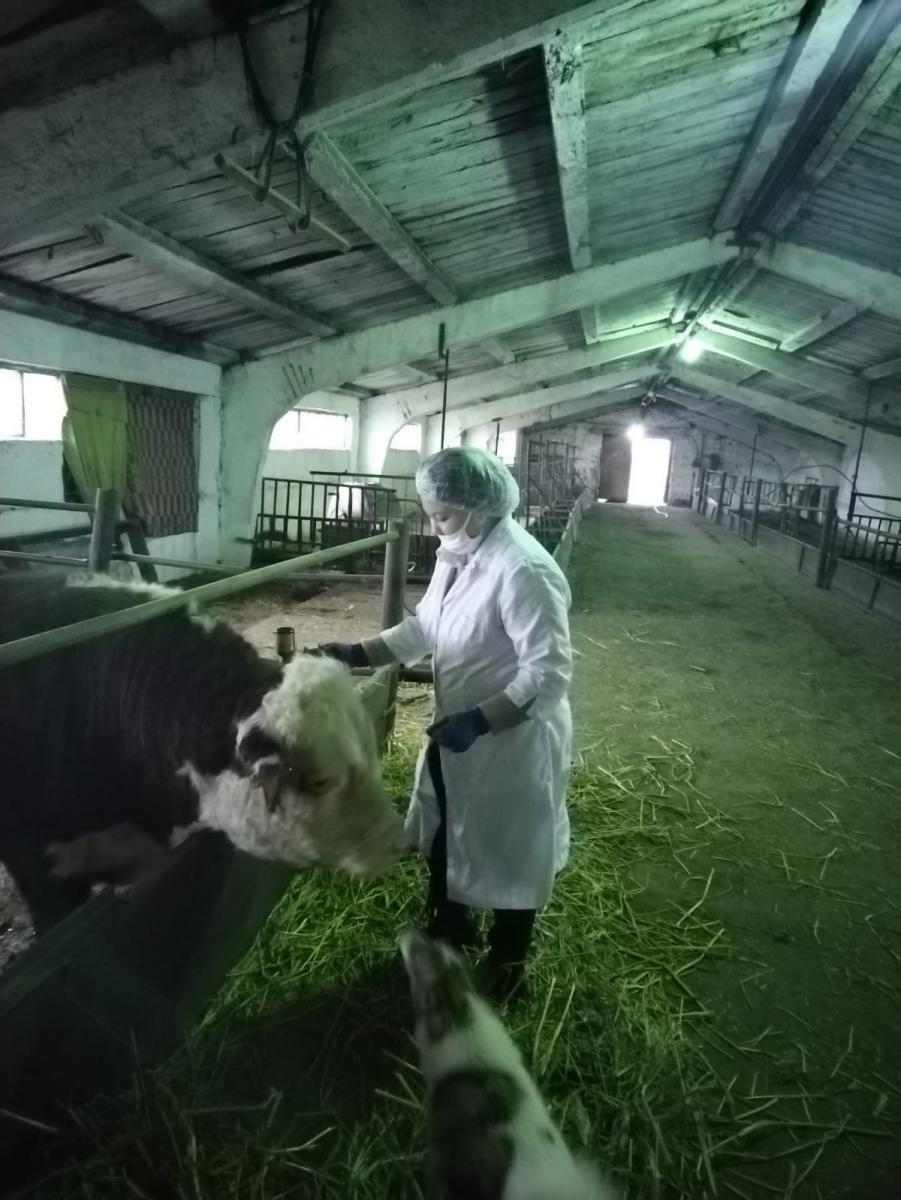 Студенты Краснокутского филиала  в УПП «Экспериментальное животноводство» Фото 6