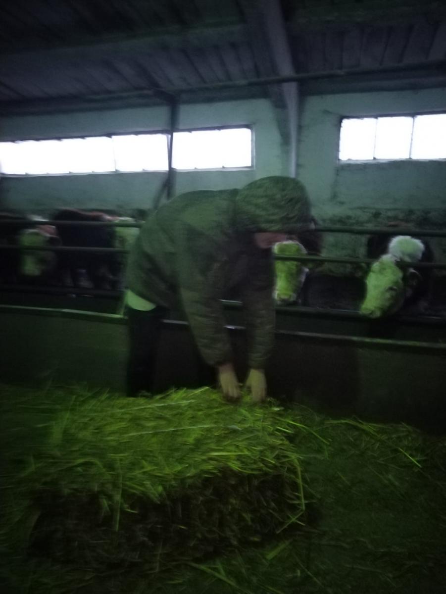 Студенты Краснокутского филиала  в УПП «Экспериментальное животноводство» Фото 9