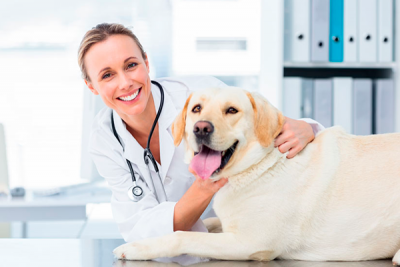 Ветеринарная лечебная помощь оказана почти 9 тысячам пациентов