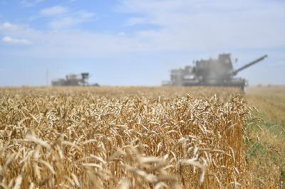 Саратовские аграрии собрали более 7 миллионов тонн зерна