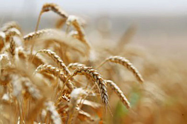 В России собрано 1,5 млн тонн зерна