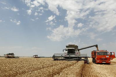 В области собраны первые 100 000 тонн зерна нового урожая