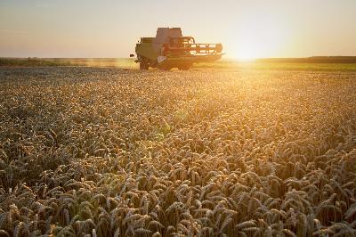 Хлеборобы области собрали более 4,5 млн тонн зерна урожая-2023