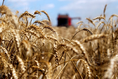 Область уверенно лидирует по сбору зерна урожая-2023 в ПФО