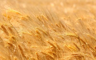 Аграрии области намолотили 100 000 тонн зерна урожая-2023