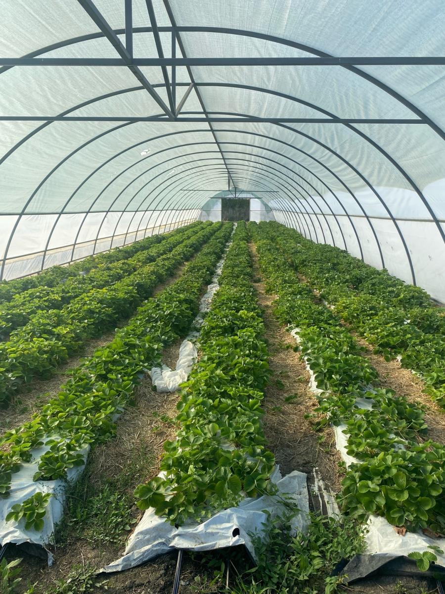 Посещение ассоциации производителей плодов, ягод и посадочного материала «Сады Поволжья» Фото 9