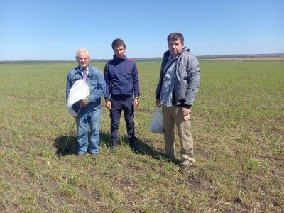 Работа комиссии по обследованию посевов в УНПО Муммовское