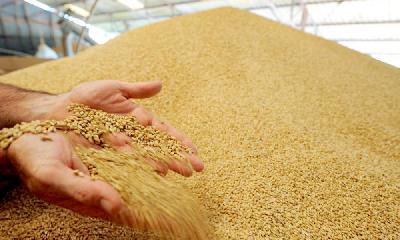Саратовские аграрии собрали 2 млн тонн зерна
