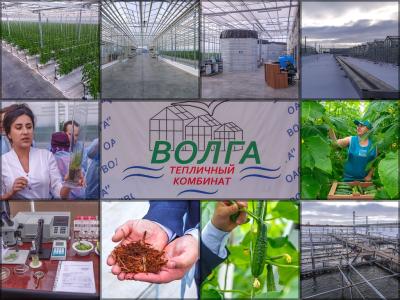 Познавательная экскурсия на агрокомплекс «Волга»