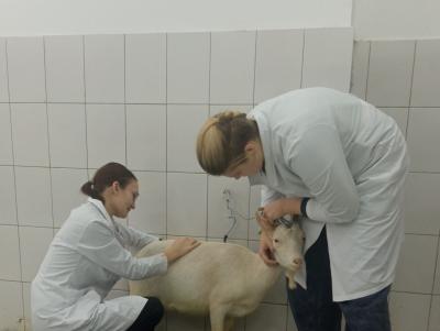 Учебная практика специальности 36.02.01 Ветеринария