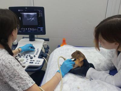 Будущие ветеринары на практическом занятии