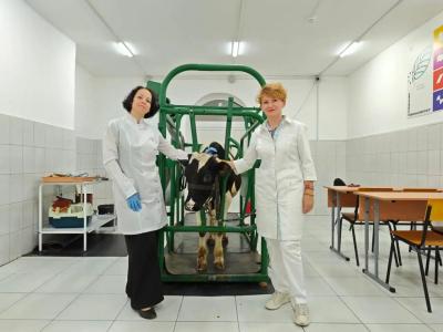 Ученые доказали эффективность российской вакцины против узелкового дерматита КРС